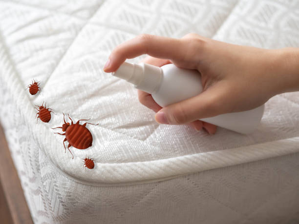 Emergency Pest Control Services in Rome, IL